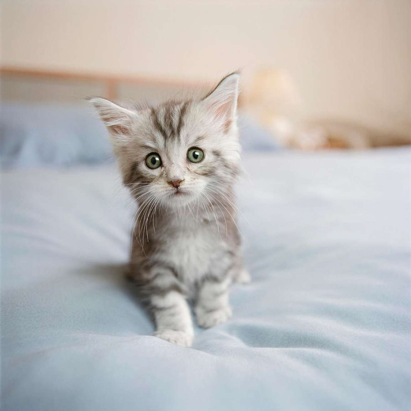 Maine Coon kitten