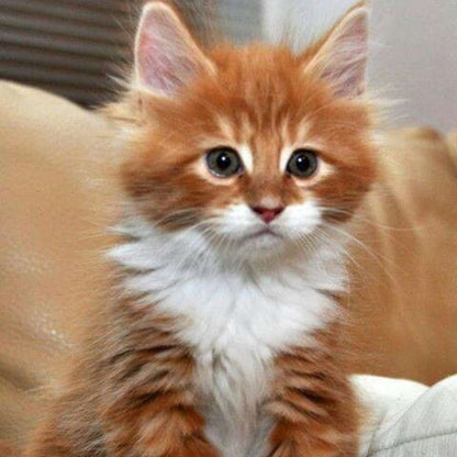 Maine Coon kitten