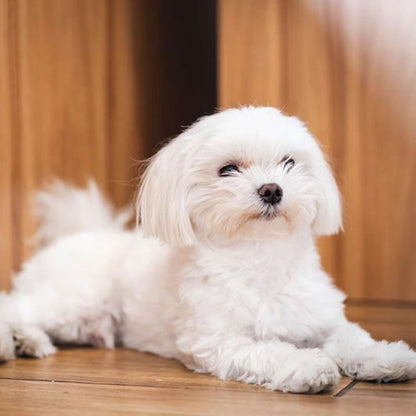 Maltese Puppy