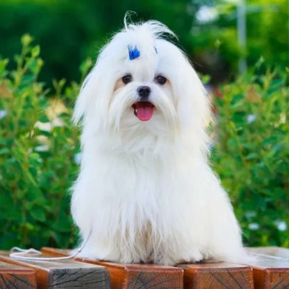 Maltese Puppy