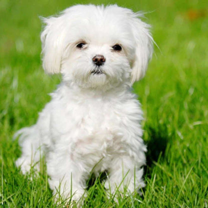 Maltese Puppy