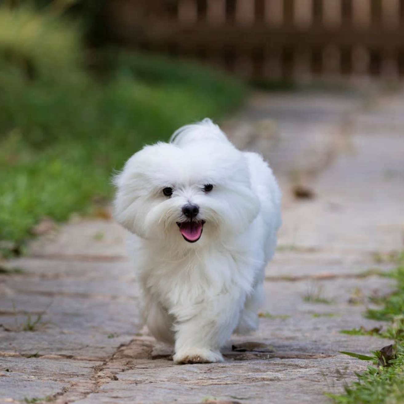 Maltese Puppy