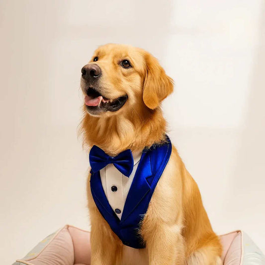 Dog Tuxedo Harness – Designer Party Wear(Blue)