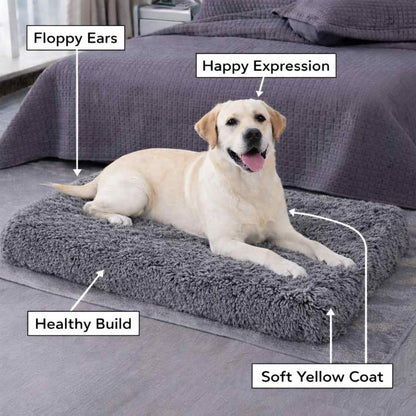 High Density Rebond Foam Pet Bed | Soft Washable Grey (Large)