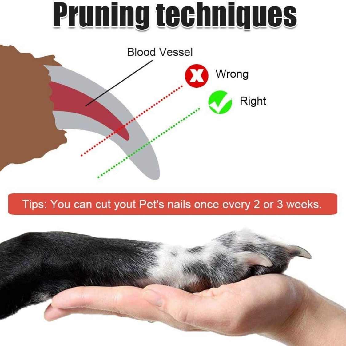 Pet Nail Cutter & Pet Nail Clipper | Safe Stainless Steel Grooming Tool