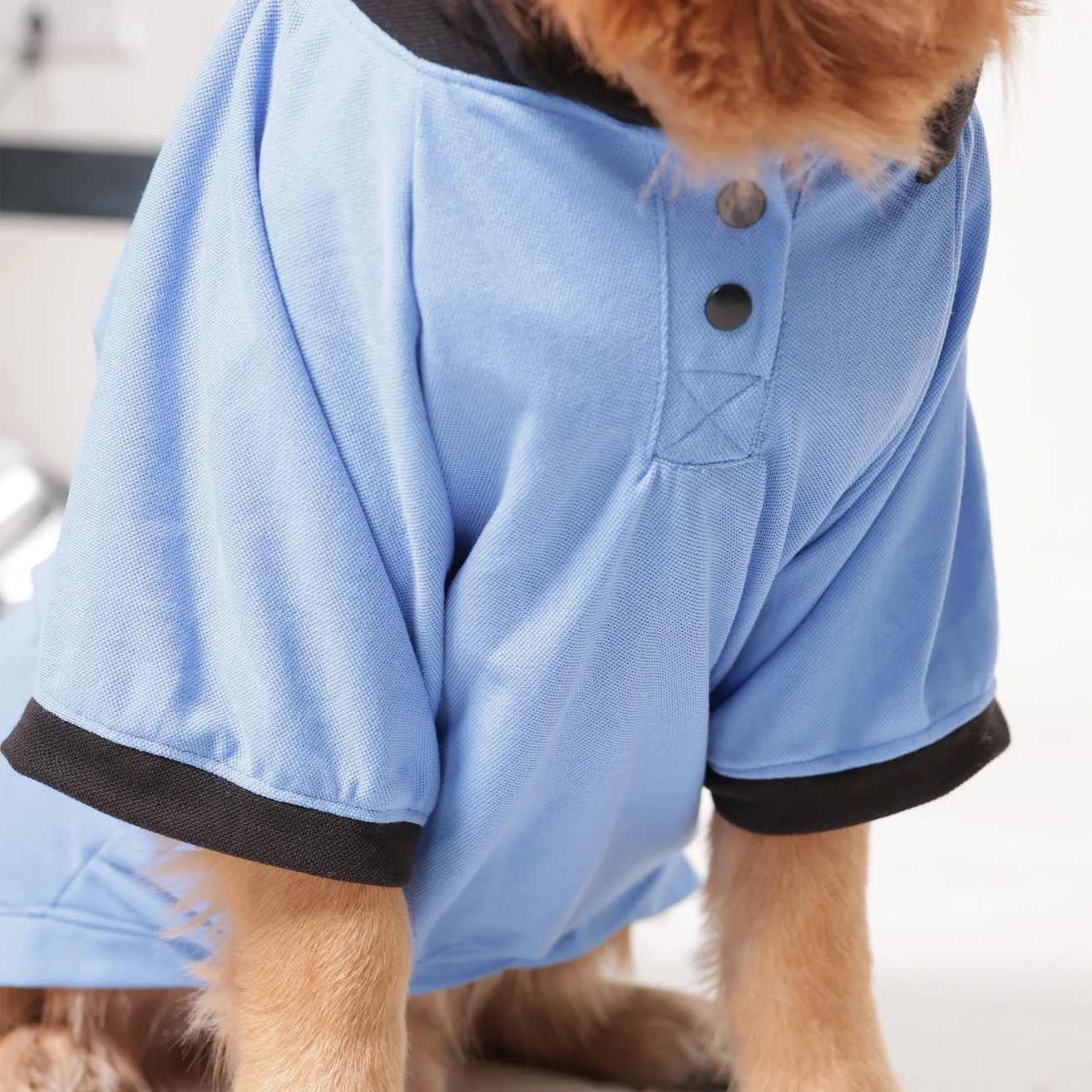 Sky Blue Dog Collar T-Shirt | Breathable Everyday Dog Wear (Blue)