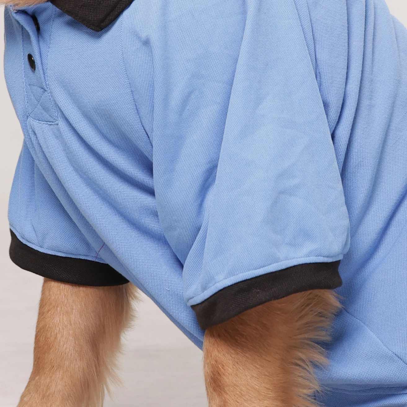 Sky Blue Dog Collar T-Shirt | Breathable Everyday Dog Wear (Blue)