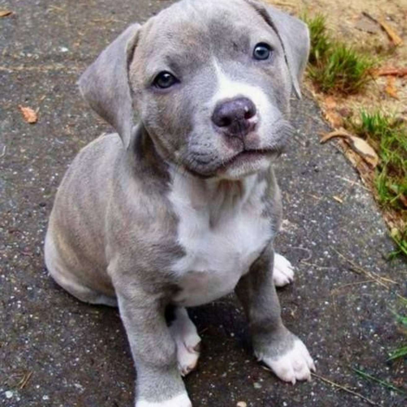 Pit Bull Puppy