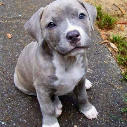 Pit Bull Puppy