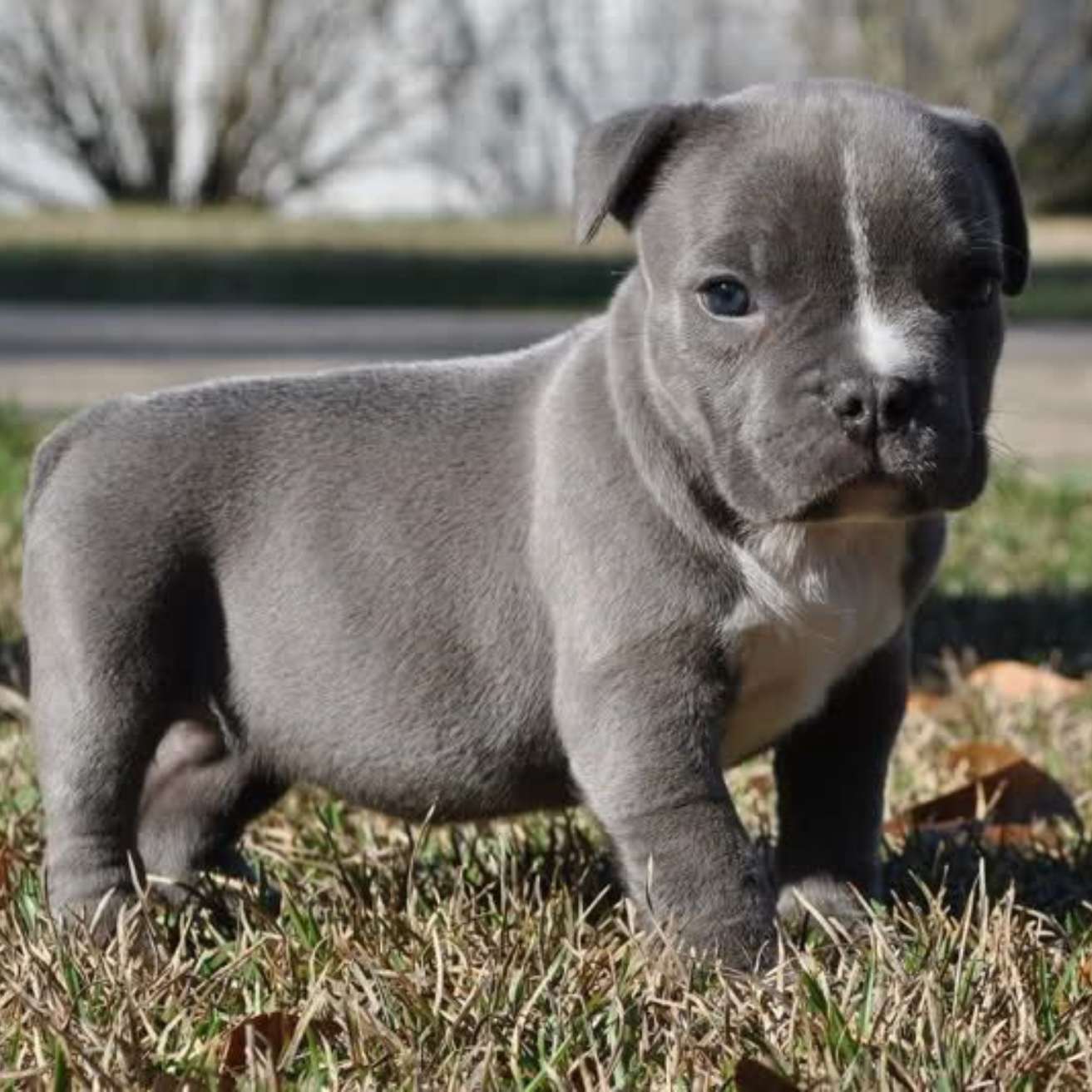 Pit Bull Puppy