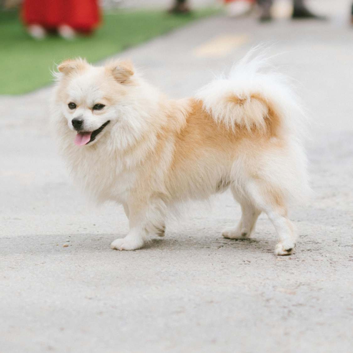 The Toy Pomeranian – Small, Playful, and Adorable