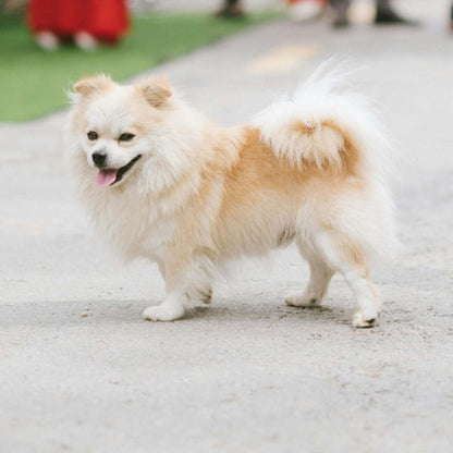 The Toy Pomeranian – Small, Playful, and Adorable