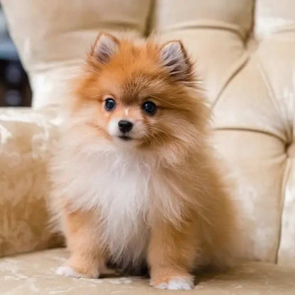 Pomeranian Puppy