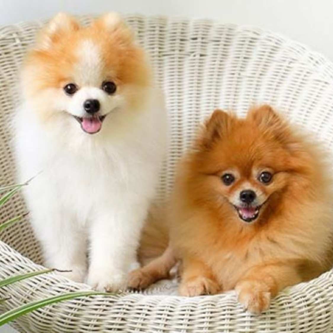 Pomeranian Puppy