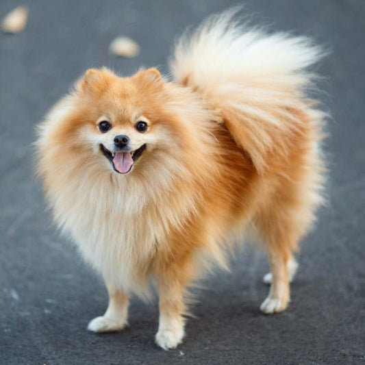 The Toy Pomeranian – Small, Playful, and Adorable