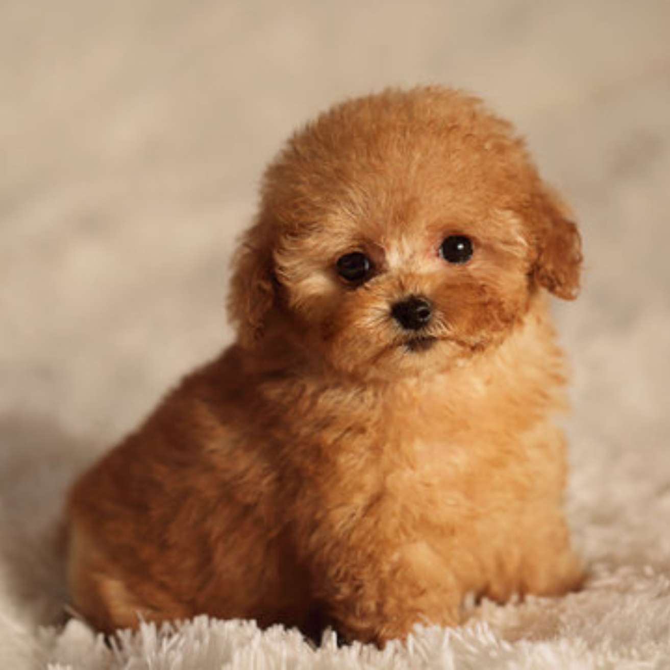 Poodle Puppy