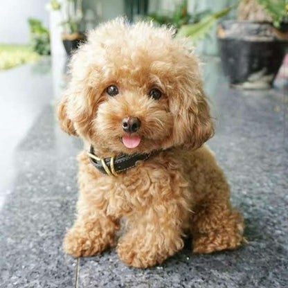 Poodle Puppy