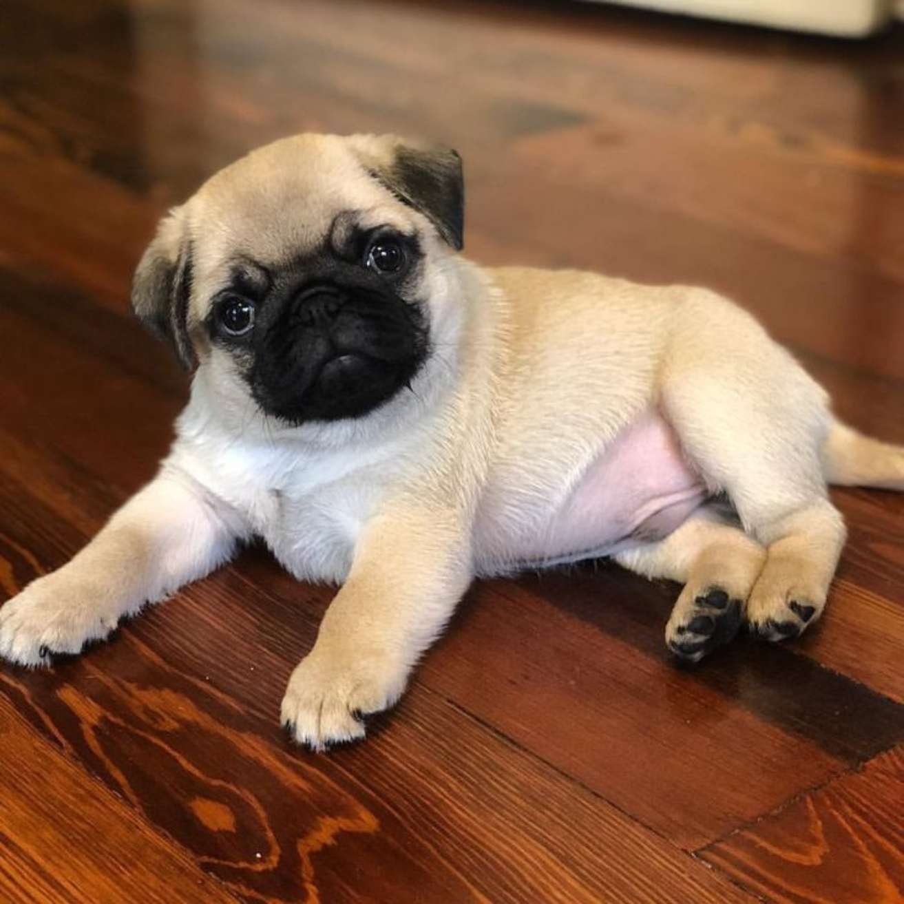 Pug Puppy