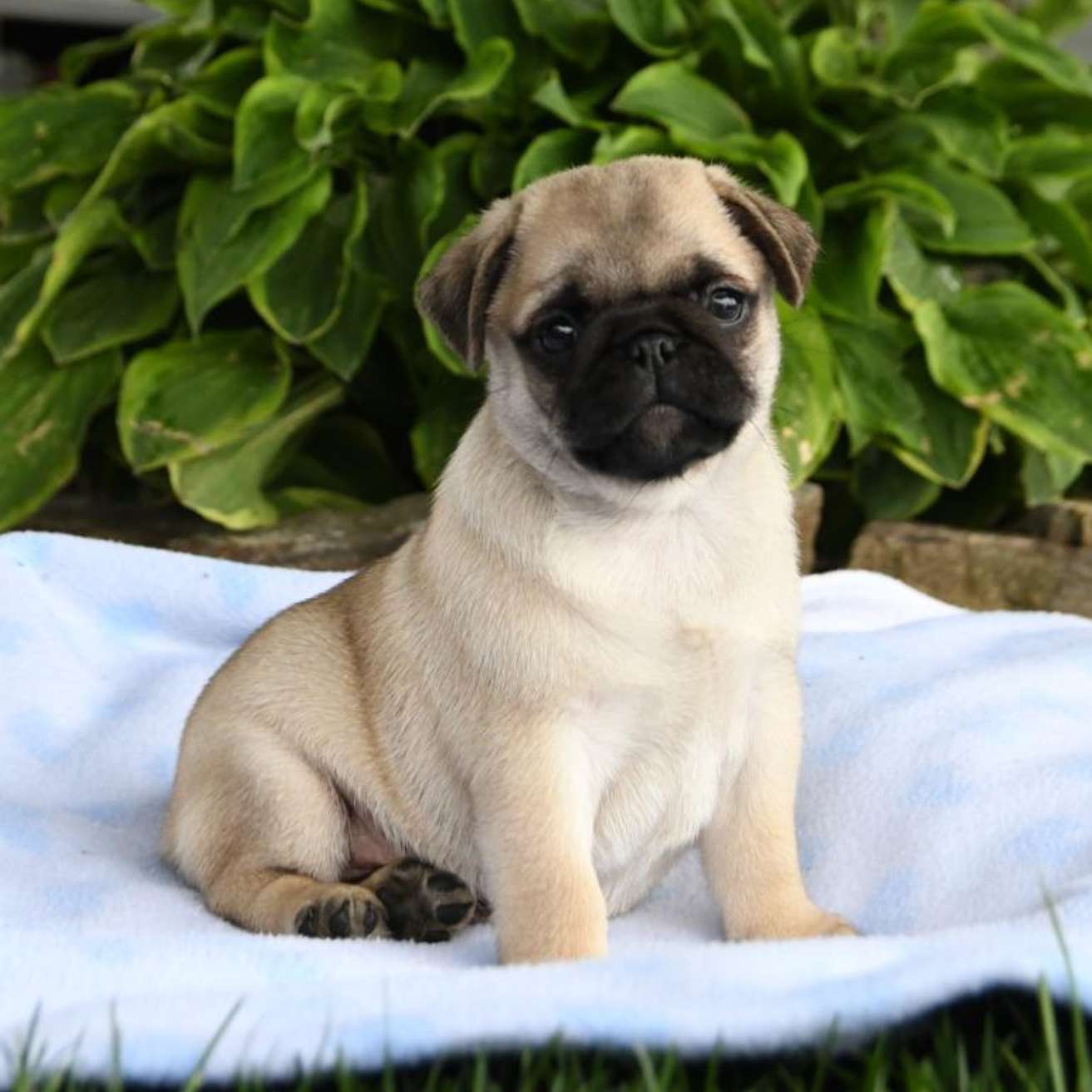 Pug Puppy