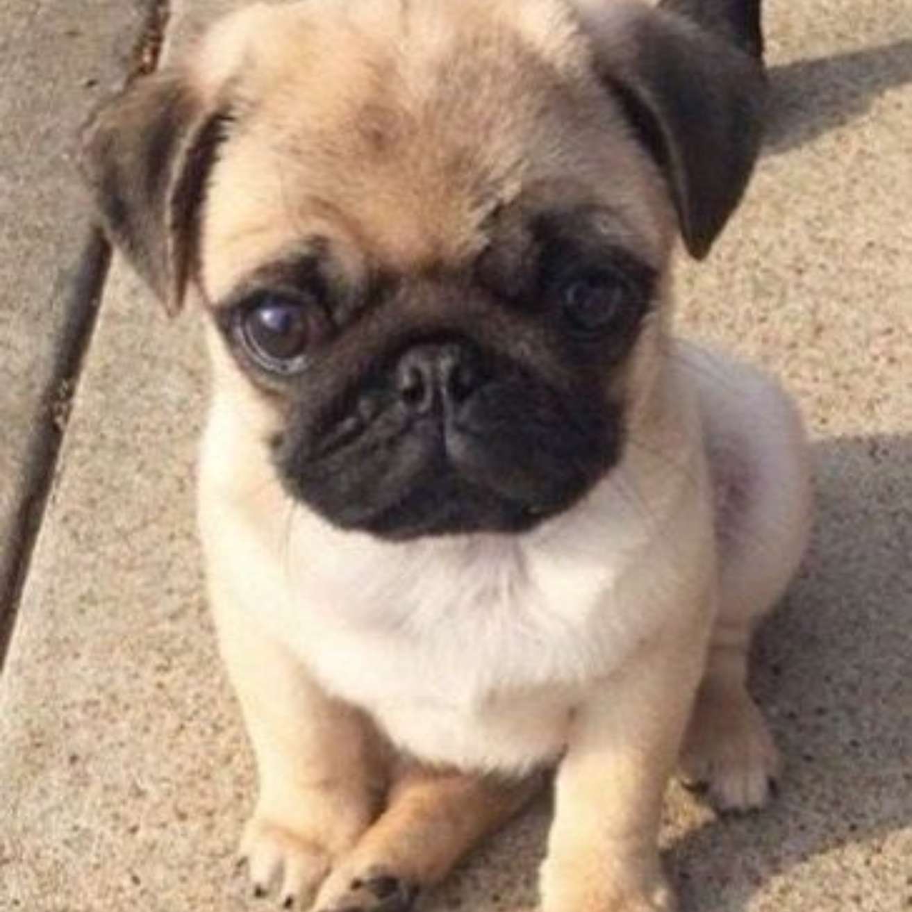 Pug Puppy