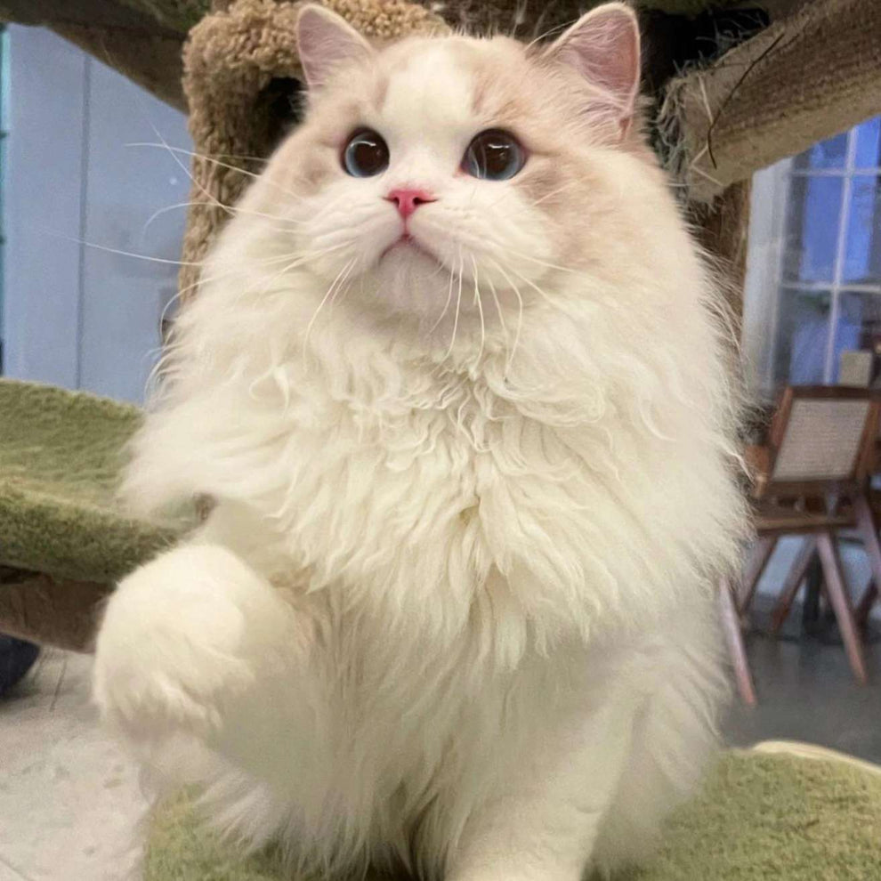 Buy Ragdoll Kitten Online | Pure & Healthy Breed – HankPets | HANK
