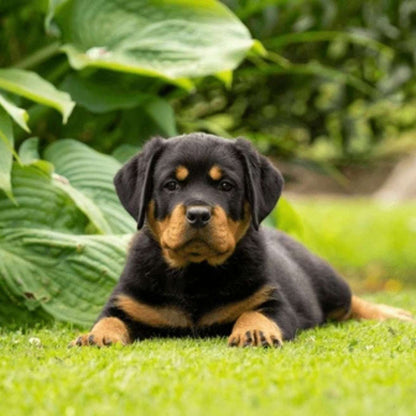 Rottweiler Puppy