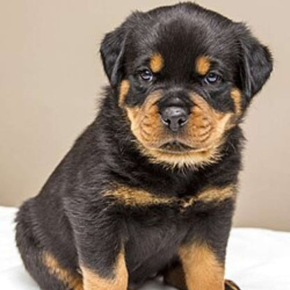 Rottweiler Puppy