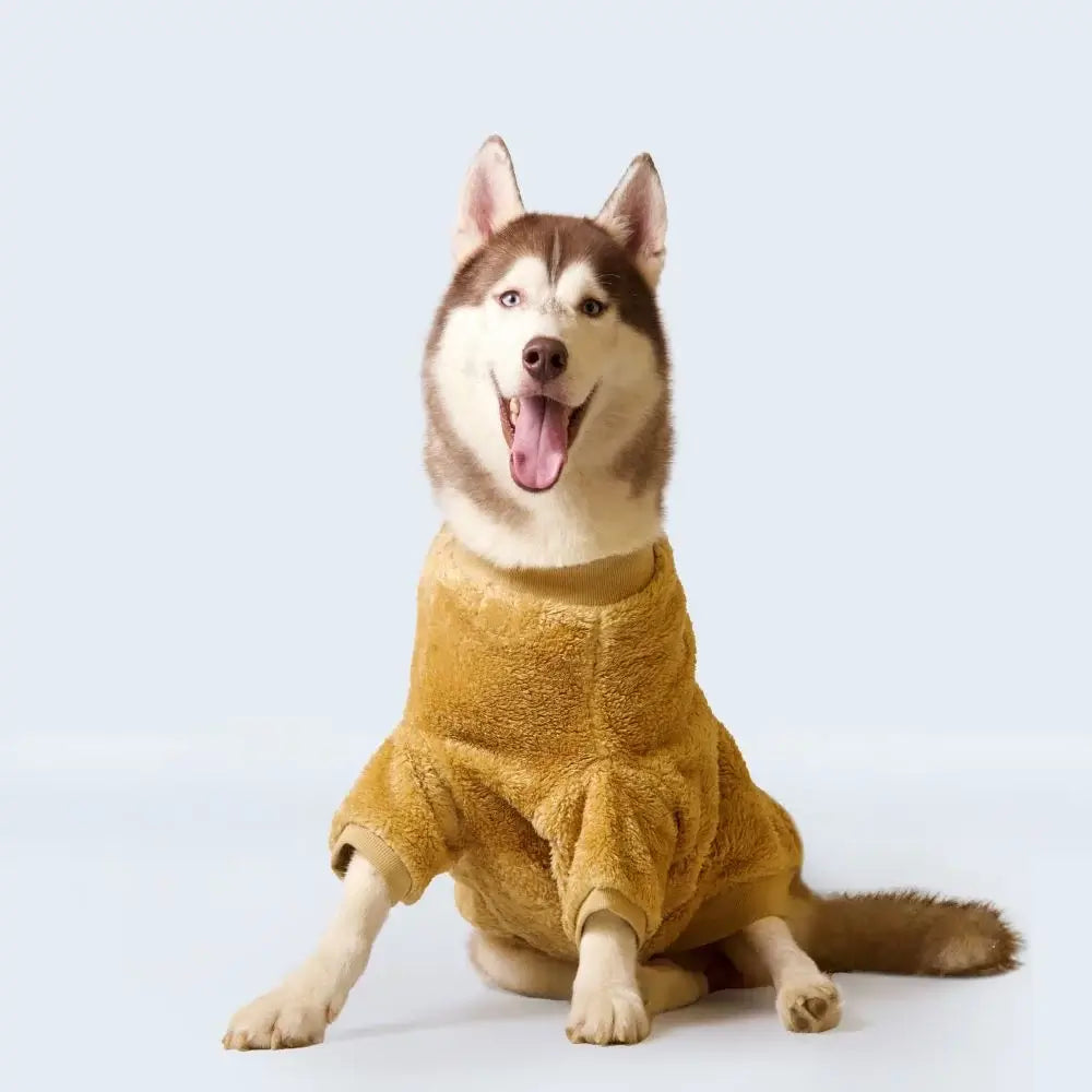 Brown Dog Winter Clothes