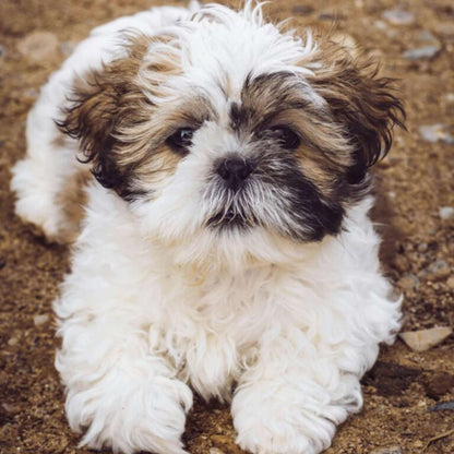 Shih Tzu Puppy