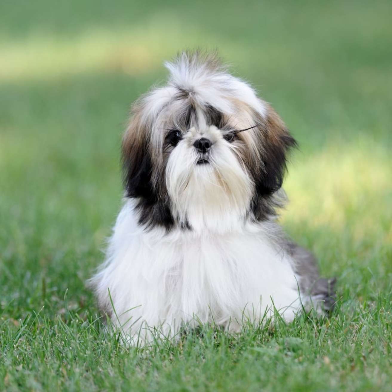 Shih Tzu Puppy