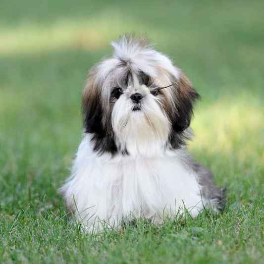 Shih Tzu Puppy