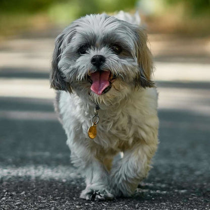 Shih Tzu Puppy