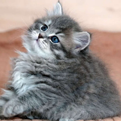 Siberian Kitten
