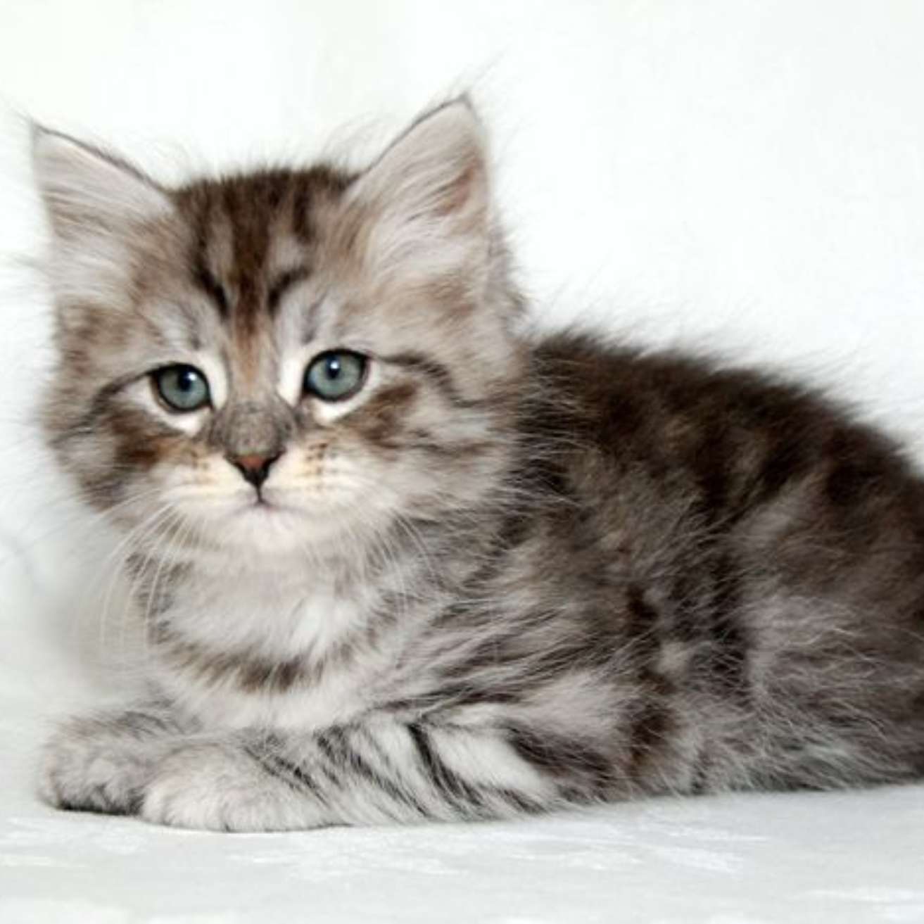 Siberian Kitten