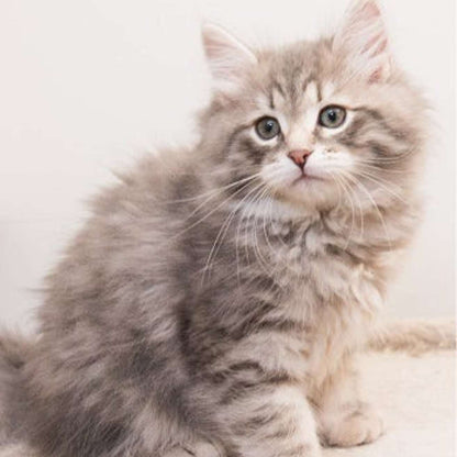 Siberian Kitten