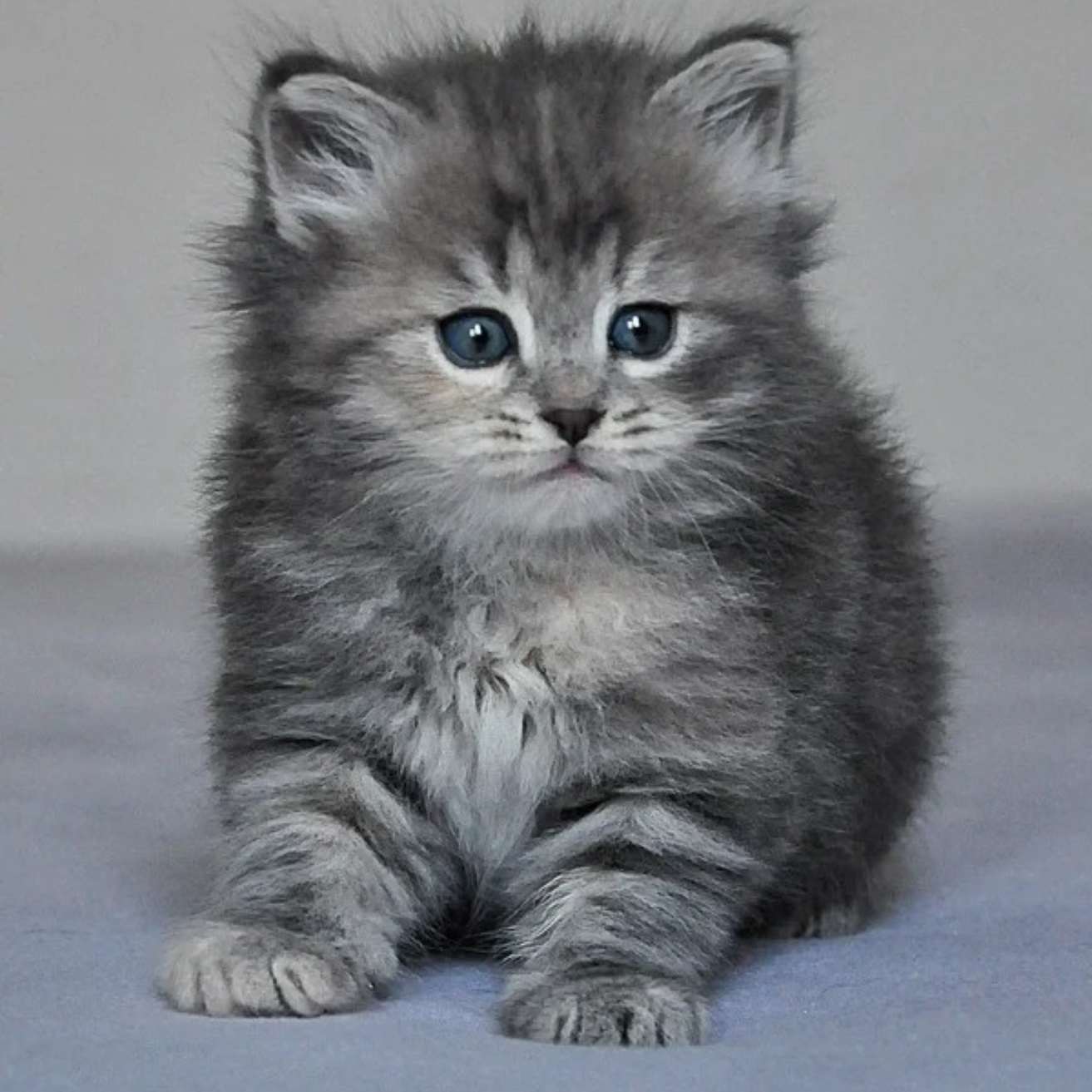 Siberian Kitten