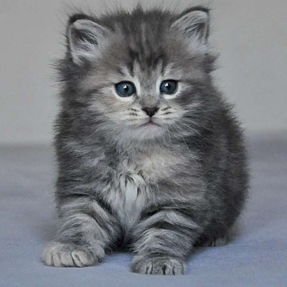 Siberian Kitten