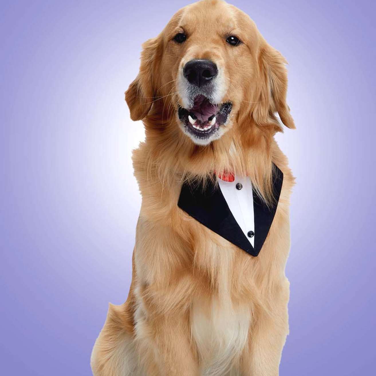 Black Tux Bandana – Stylish & Elegant Pet Accessory