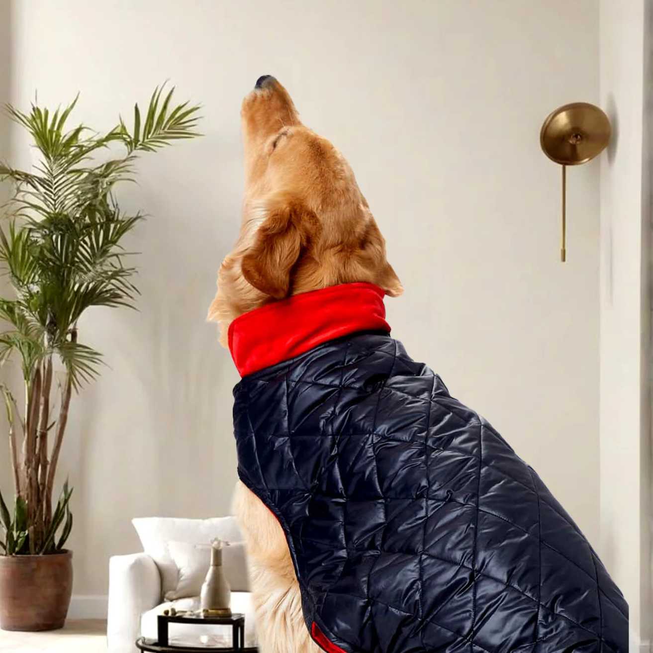 Black Luxe Quilted Pet Jacket with Red Collar | Stylish Winter Coat