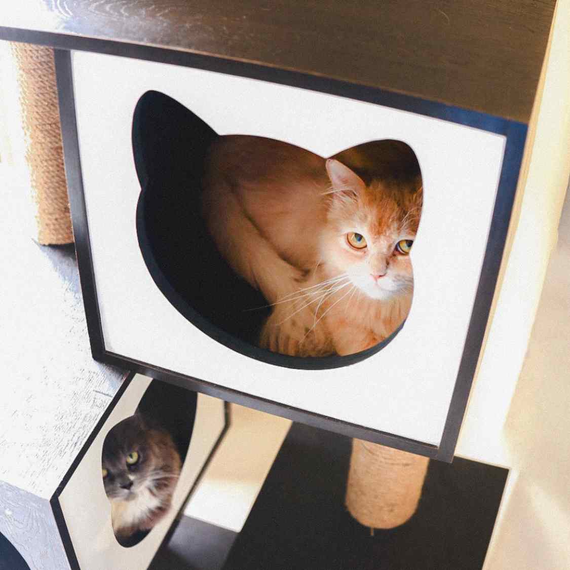 Modern Cat Tree Tower | Climb Scratch Rest & Play Indoors