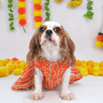 pet outfit