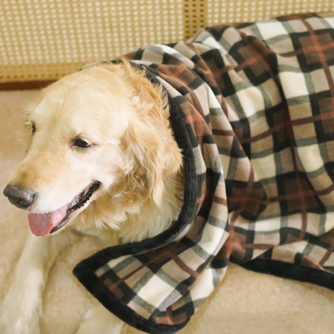 brown dog blanket