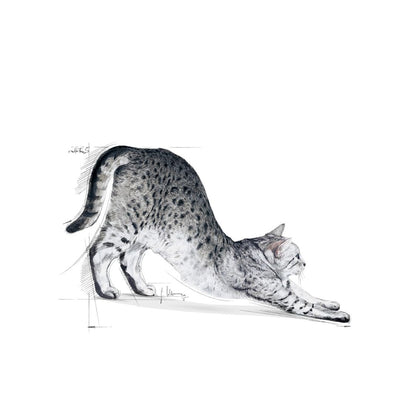 Cat Food | Dry Cat Food for Indoor Adult Cats with Digestive Support