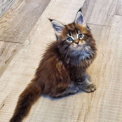 Maine Coon kitten