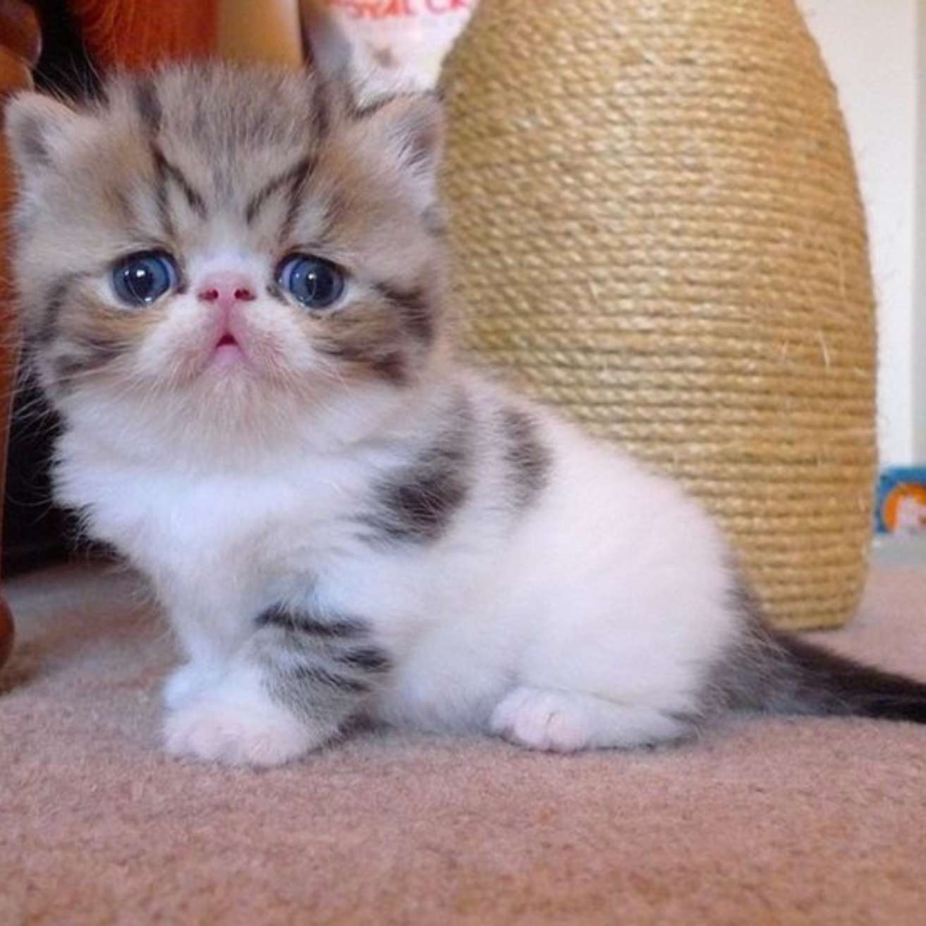 Exotic Shorthair Kitten