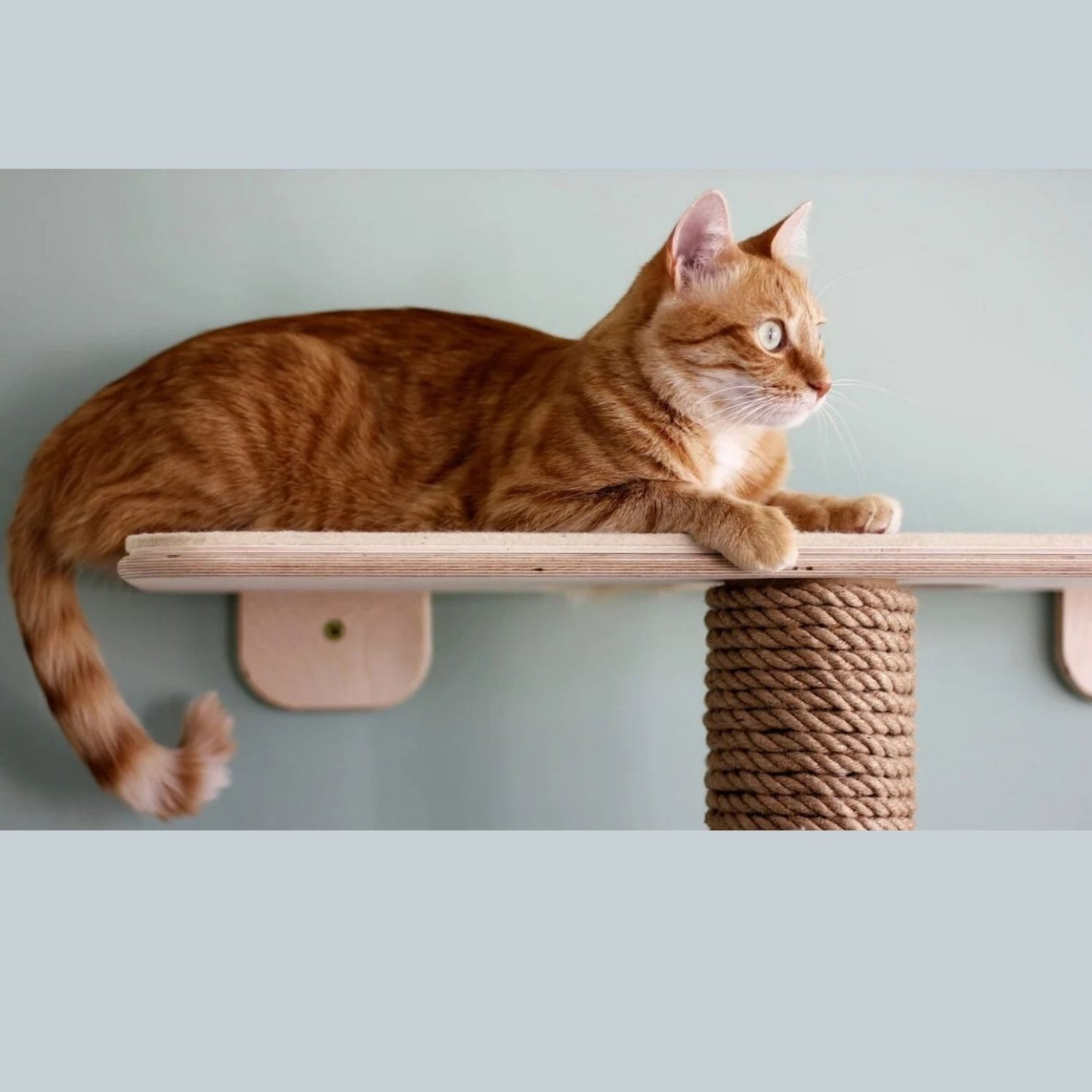 CatPaw Perch & Scratch Tree | Indoor Cat Climbing & Resting Tower