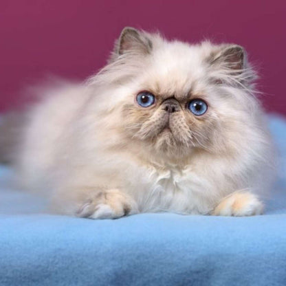 Himalayan Kitten