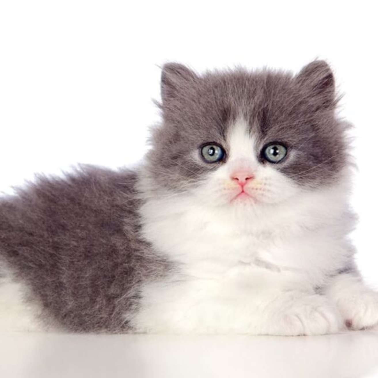 Persian Kitten