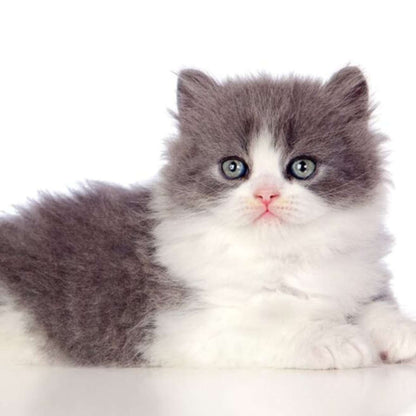 Persian Kitten