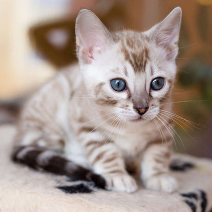 Bengal Kitten